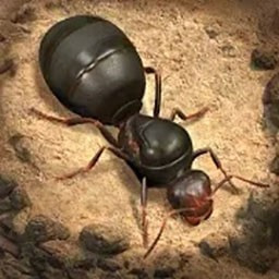 蚂蚁窝模拟器最新游戏app下载