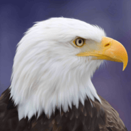 飞行老鹰模拟器Flying Bird Eagle Simulator 3D手机正版下载