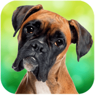拳师犬模拟器(Boxer Dog Simulator)免费下载安装2022最新版