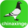 中国信鸽信息网免费下载客户端